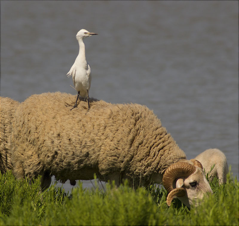 Jove d'Esplugabous (Bubulcus ibis)