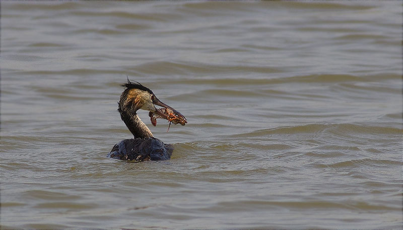 Cabussó emplomallat (Podiceps cristatus)