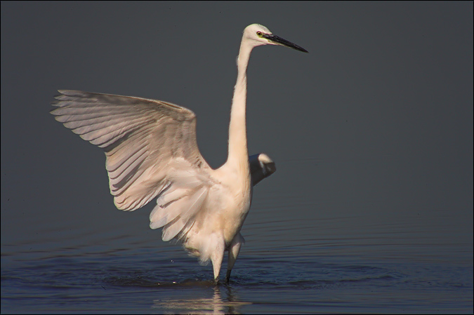 Martinet blanc ( Egretta garzetta)