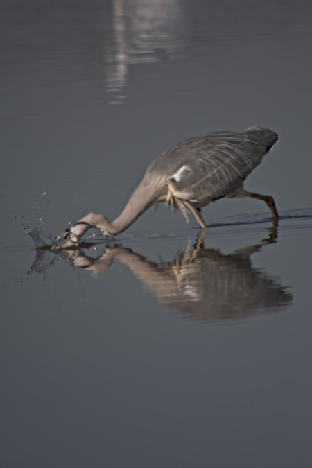 Bernat pescaire (Ardea cinerea)