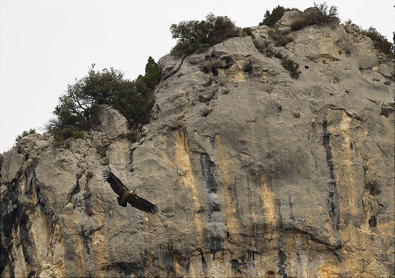 Voltor comú (Gyps fulvus)