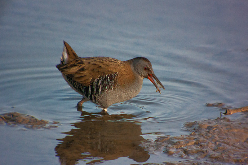 Rascló (Rallus aquaticus)