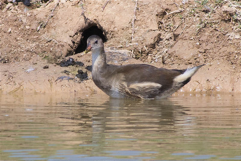 Jove de Polla d'aigua (Gallinula chloropus)