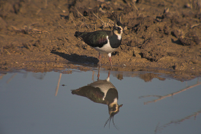 Fredeluga (Vanellus vanellus)