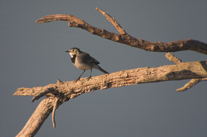 Cuereta blanca (Motacilla alba)