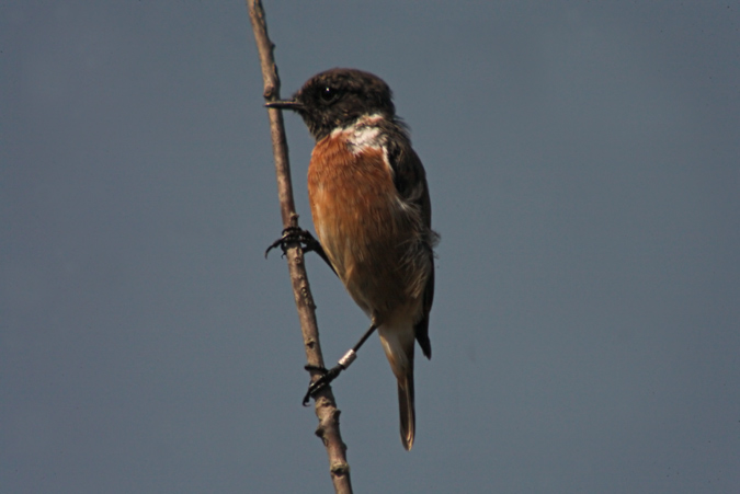 Bitxac comú (Saxicola torquatus)