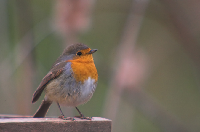 Pit - Roig (Erithacus rubecula)