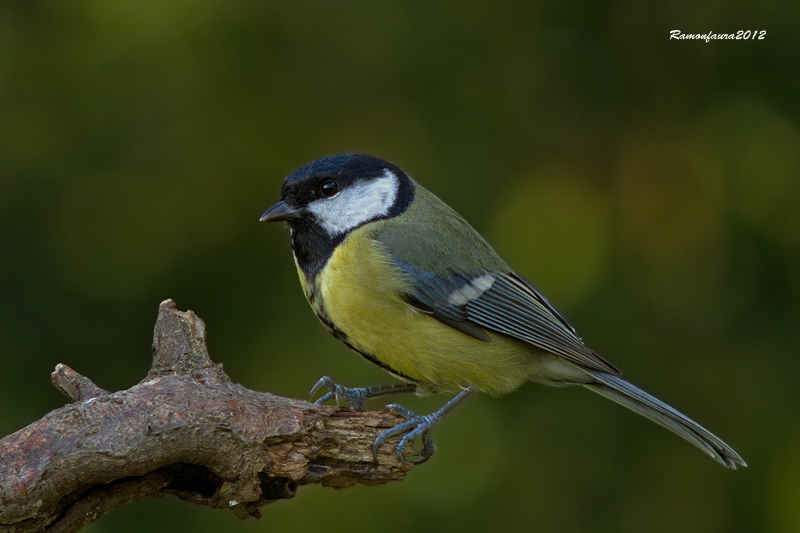 Ocells de la Garrotxa:Mallerenga Carbonera