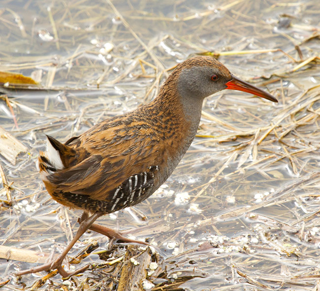 Rascló I (Rallus aquaticus)