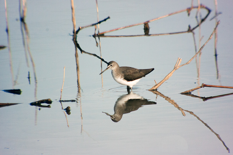 Xivita (Tringa ochropus)