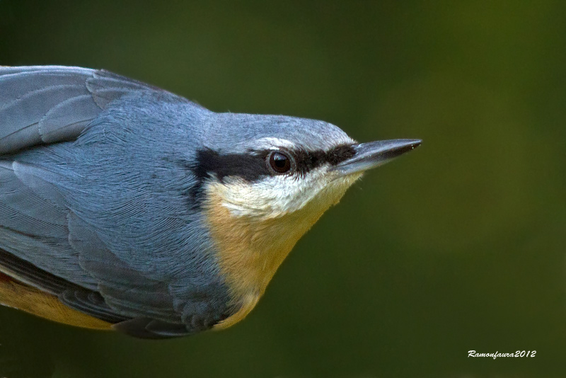 Ocells de la Garrotxa:Pica-soques Blau