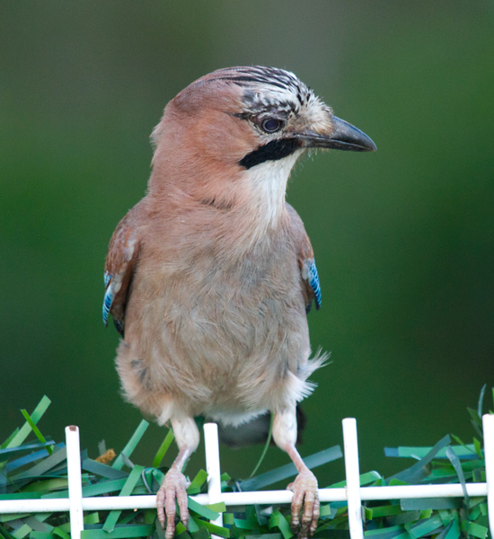 Gaig (Garrulus glandarius)