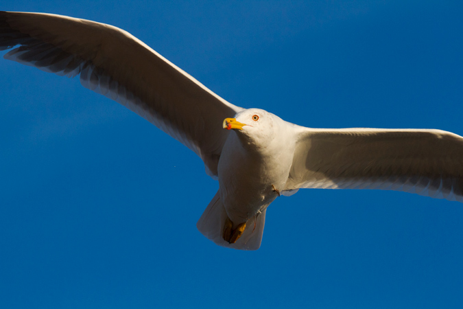 Gavià argentat (Larus michahellis)