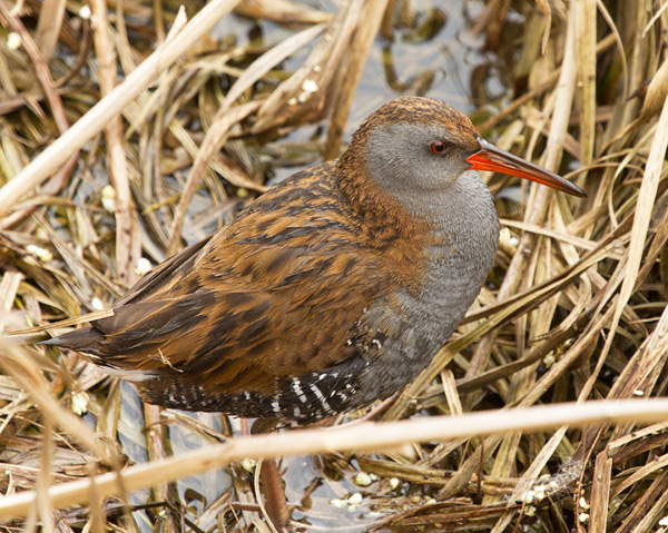 Rascló II (Rallus aquaticus)