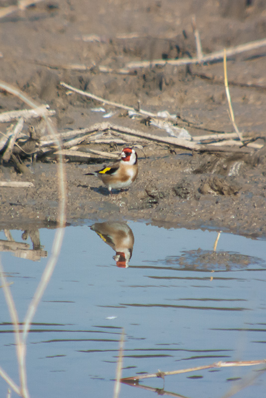 Cadernera (Carduelis carduelis)