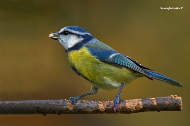 Ocells de la Garrotxa:Mallerenga Blava