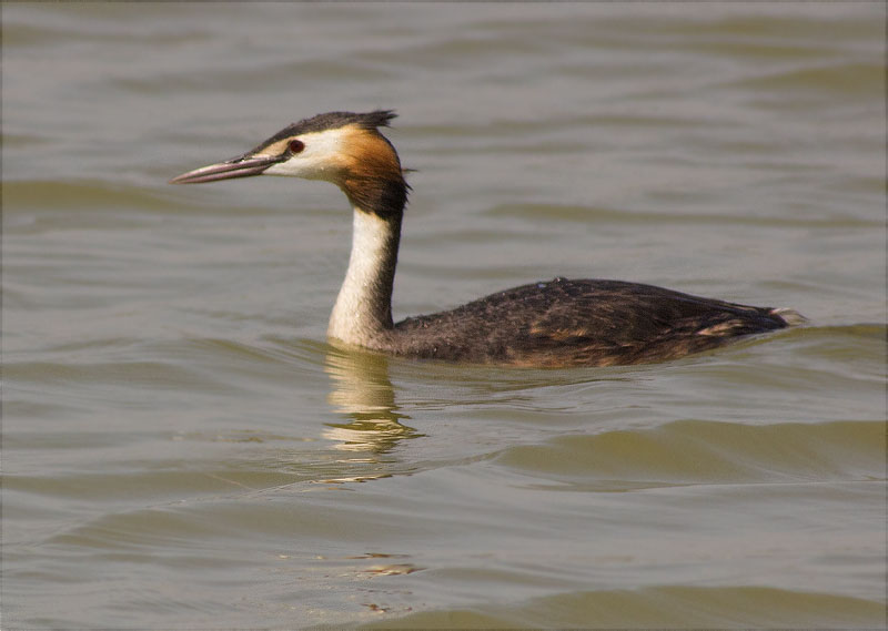 Cabussó emplomallat (Podiceps cristatus)