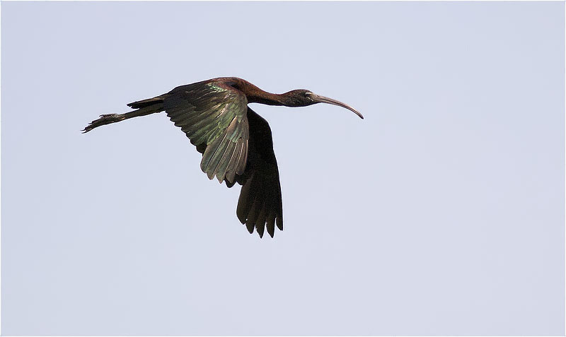 Capó reial (Plegadis falcinellus)