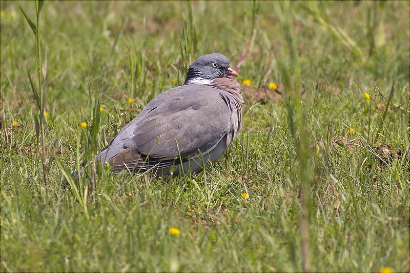 Tudó (Columba palumbus)