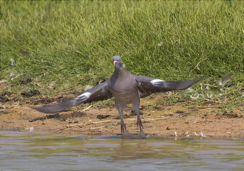 Tudó (Columba palumbus)