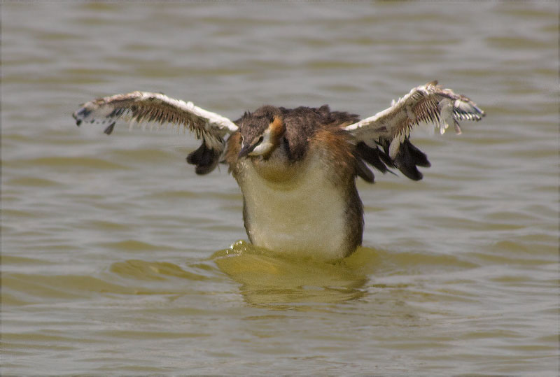 Cabussó emplomallat (Podiceps cristatus)