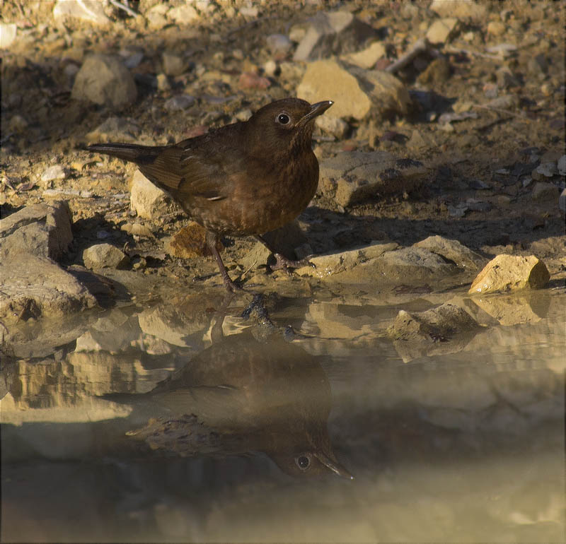 Femella de Merla (Turdus merula)