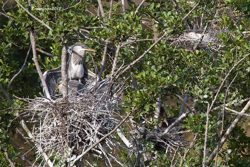 Nidificants al Ter: Bernat Pescaire  i  Esplugabous