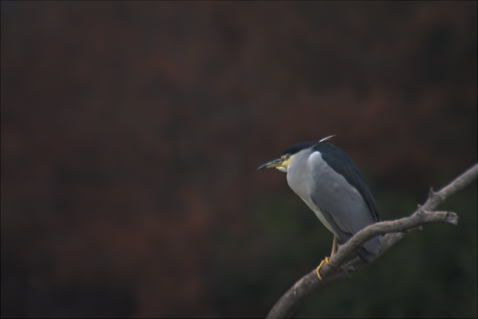 Martinet de nit (Nycticorax nycticorax)