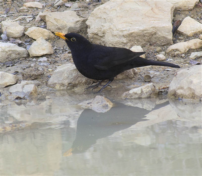 Mascle de Merla (Turdus merula)