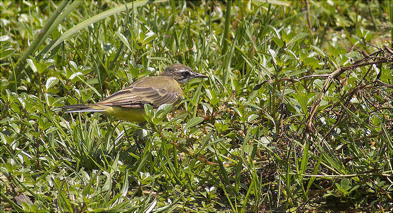 Cuereta groga (Motacilla flava)