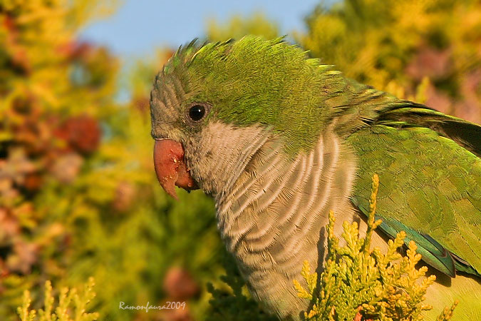 Especies invasores Nidificants al PNAE: Cotorra Argentina