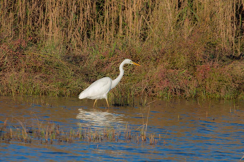 Agró blanc (Ardea alba)