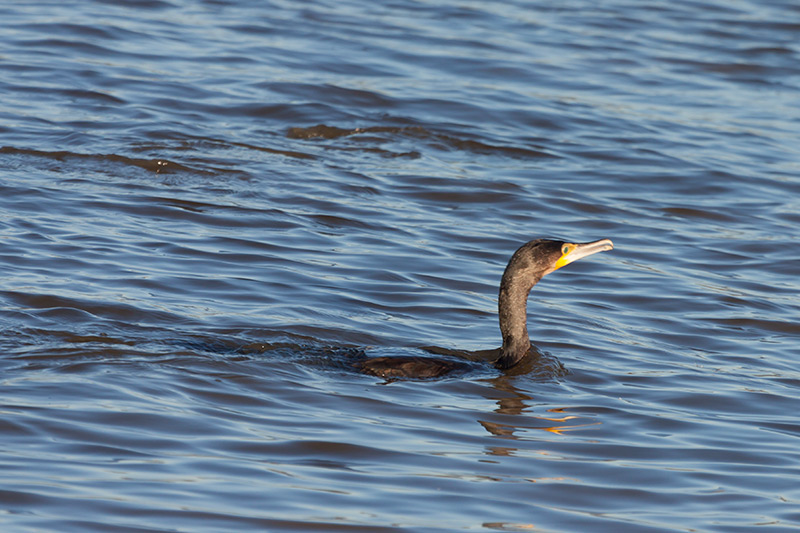 Corb marí  (Phalacrocorax carbo)