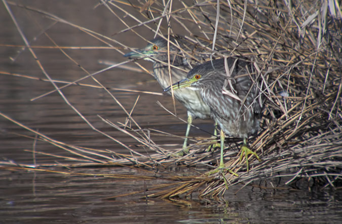 Martinet de nit (Nycticorax nycticorax)