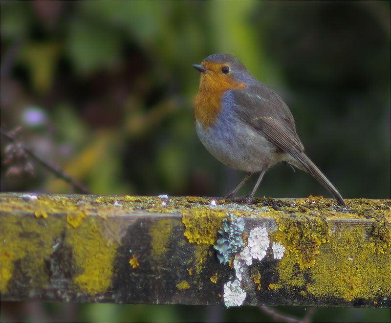 Pit roig (Erithacus rubecola)