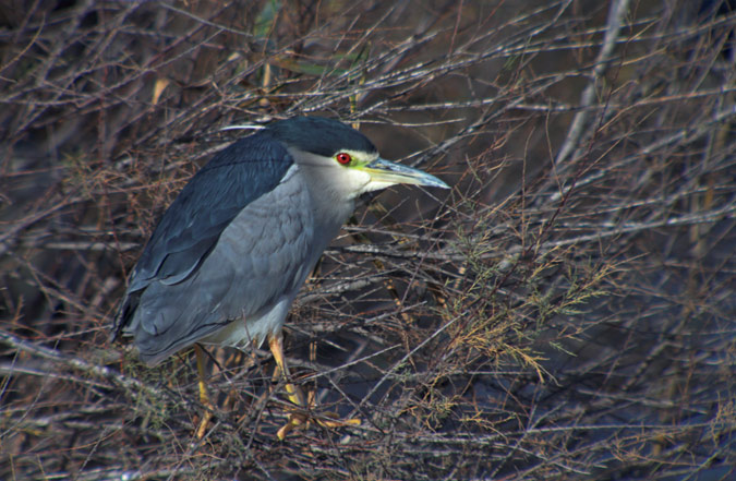 Martinet de nit (Nycticorax nycticorax)