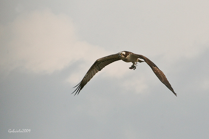 Àguila Pescadora al Delta d'Ebre II