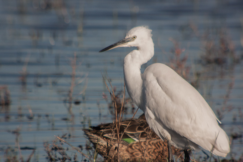 Martinet blanc (Egretta garzetta)