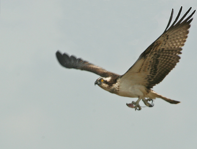 Àguila Pescadora al Delta d'Ebre IV