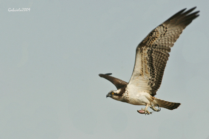 Àguila Pescadora al Delta d'Ebre III