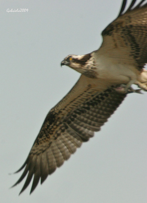 Àguila Pescadora al Delta d'Ebre V