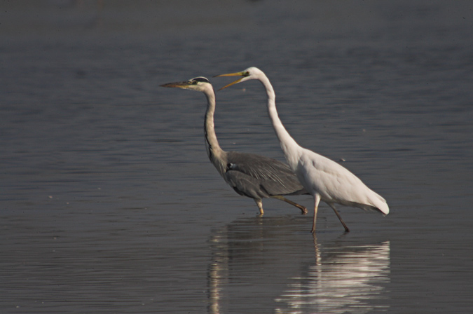 Agró blanc ( Egretta alba ) Bernat pescaire (Ardea cinerea)