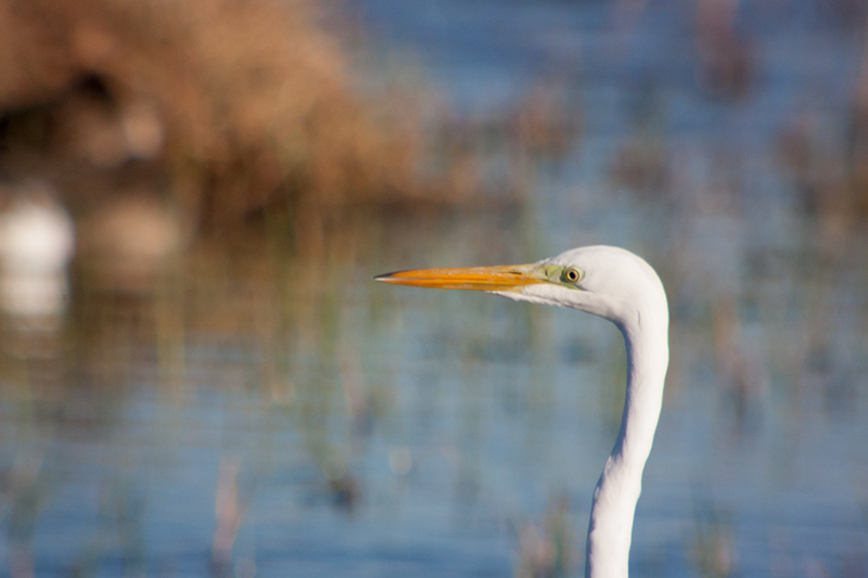 Agró blanc (Ardea alba)