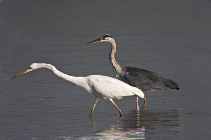 Agró blanc ( Egretta alba ) Bernat pescaire (Ardea cinerea)