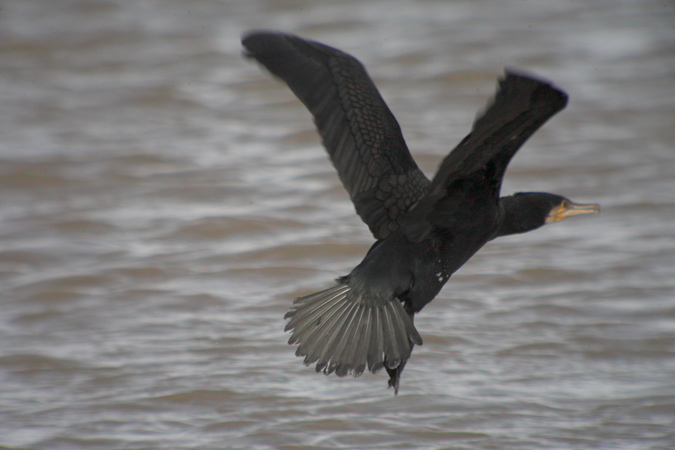 Corb marí gros (Phalacrocorax carbo)