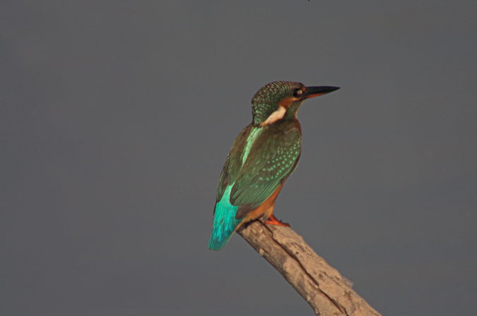 Blauet (Alcedo athis)