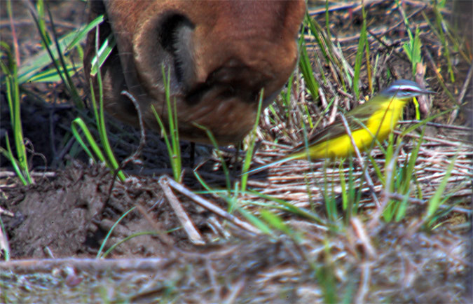 Cuereta groga (Motacilla flava).