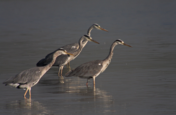 Bernat pescaire (Ardea cinerea)