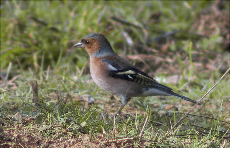 Mascle de Pinsà comú (Fringilla coelebs)