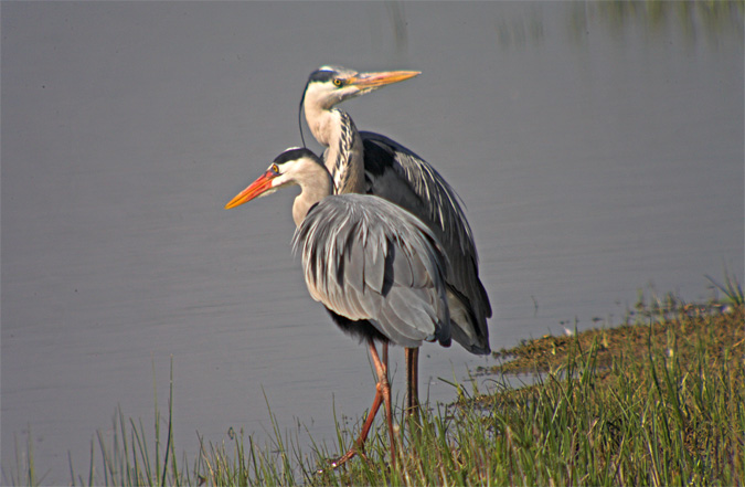 Bernat pescaire (Ardea cinerea)